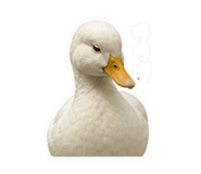 845826855