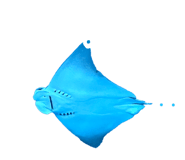 845828532