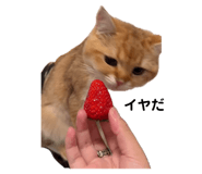 845835081