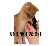 845835082