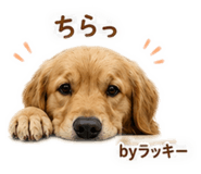 845838771