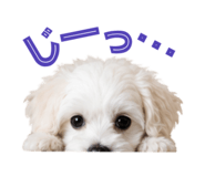 845842232