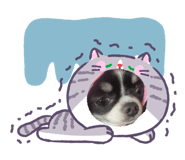 845843703