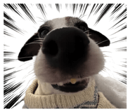845847421