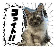 845872097