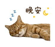 845876254