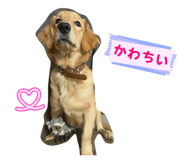 845877171