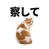 845881817