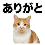 845881846