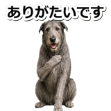845882925