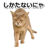 845882955