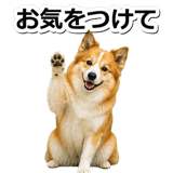 845883711