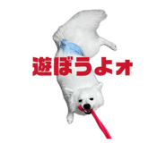 845884433
