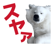 845884454