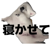 845884470
