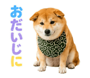 845885510