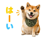 845885513