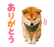 845885515