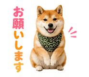 845885517