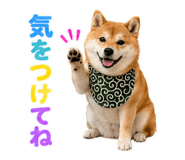 845885526