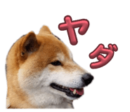 845885885