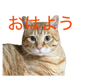 845887036
