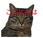 845887037