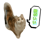 845887186