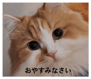 845906804