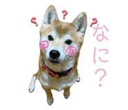 845907627
