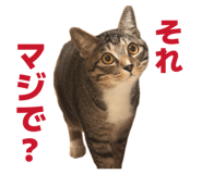 845908017