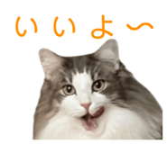845961111