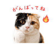 846003555