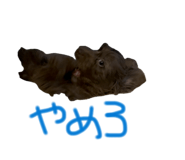 846011041