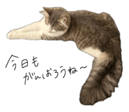846011230