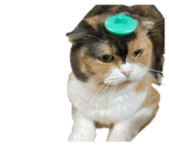 846022333