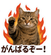 846030311
