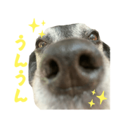846032707