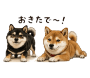 846033833