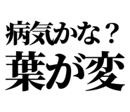 846036962