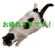 846051815