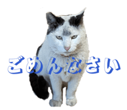 846051817