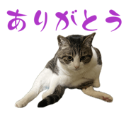 846052401