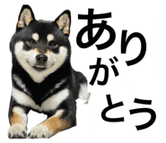 846080033
