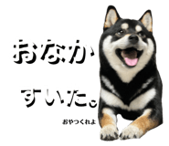 846080034