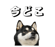 846080037