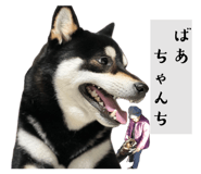 846080038