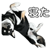846080040