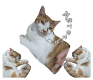 846082041