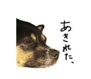 846115541